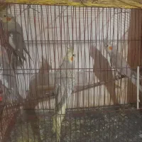 ۴ عدد جوجه عروس ۳ماهه دانخور