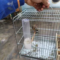 سهره کرمانی جوجه قفس