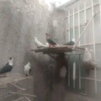 کبوتر و قفس