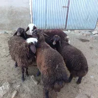 پنج راس بره سبک