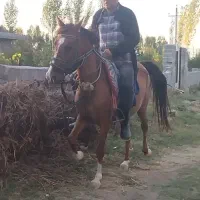 فروش مادیان کرد