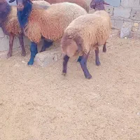 بره قوچ همو و هترو