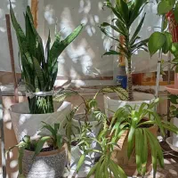 گل طبیعی|گل و گیاه طبیعی|پاکدشت, پاکدشت (مامازند)|دیوار