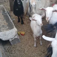 فروش بز محلی و سانن|حیوانات مزرعه|دزپارت, |دیوار