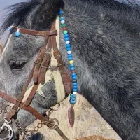 اسب  مادیان