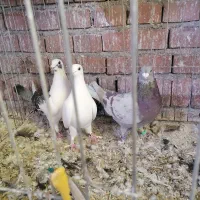 سه عدد مسافتی|پرنده|نقده, |دیوار