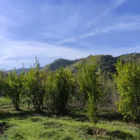 زمین باغی ویلا|فروش خانه و ویلا|رستمکلا, |دیوار