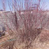 خدمات باغبانی  ودرختکاری