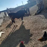 گاو آرام و خوش خوراک