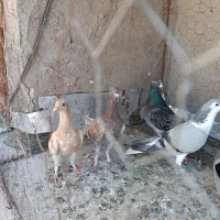 کبوتر|پرنده|خواف, |دیوار