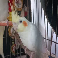 جوجه عروس هلندی ، دانه خور|پرنده|مشهد, شهید علی محمدی|دیوار