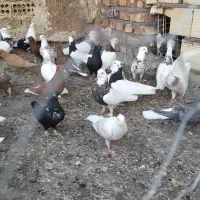 ۲۸عدد طوقی و دم سفید|پرنده|تربت جام, خیرآباد|دیوار