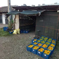 خریدار نارنج و افشره