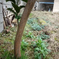 خدمات و نظافت منازل