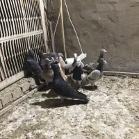 کبوتر دورگ|پرنده|بهبهان, |دیوار