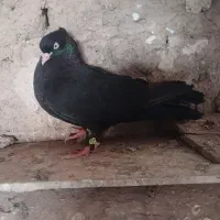 کبوتر