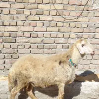 بره نر|حیوانات مزرعه|سیلاخور, |دیوار