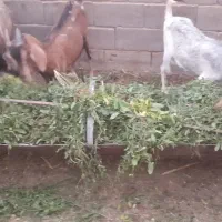 بز دورگ آلپاین