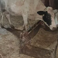 گاوگاو محلی درگ