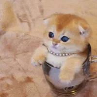 گربه اصالت دار و خالص از همه نژاد ها|گربه|قم, سراجه (۱۵ خرداد)|دیوار