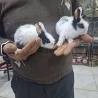 فروش بچه خرگوش