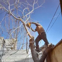 خرید چوب هرس قطع درختان با ارهبرقی سمپاشی علفزنی