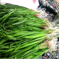 انشک یاپیچک تازه