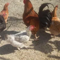 خریدوفروش حیوانات مزرعه حلال گوشت|حیوانات مزرعه|قزوین, |دیوار