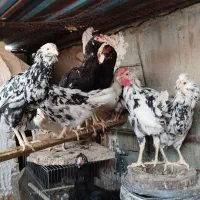 تخم نطفه دار گلین|حیوانات مزرعه|اسلامشهر, مطهری|دیوار