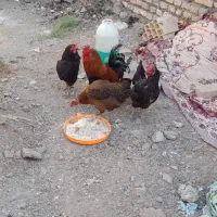 فروش خروس مرغ