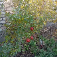 باغ فروشی|فروش خانه و ویلا|سلفچگان, |دیوار