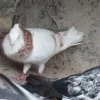 کفتر همه نوع جفتی معاوضه با مرغ یا خروس کبوتر جفت