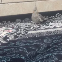 پرنده|پرنده|مرودشت, محمد آباد|دیوار