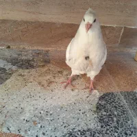 کبوتر طوقی شیش دونگ|پرنده|سوق, |دیوار