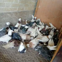 کبوتر طوقی پرشی سینه آیی از کاشان ب شرط پرش رسید