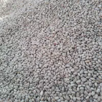 حراج‌لوبیا‌چیتی استثنائی ‌درجه‌یک