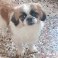 سگ شیتزوپیکینوا|سگ|بندر انزلی, ساحل قو|دیوار