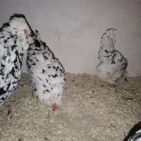 تخم گلین|حیوانات مزرعه|بروجرد, |دیوار