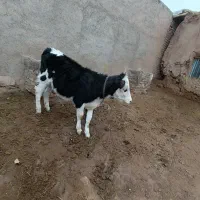 گوساله سیمنتال