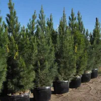 نهال کاج تهران با قیمت مناسب