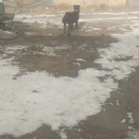 سه ساله|سگ|خوی, |دیوار