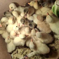 جوجه قو غاز لیندا نژاد سنگین سفید اصل ۷ روزه