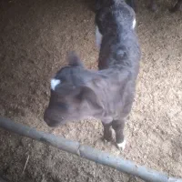 فروش گوساله|حیوانات مزرعه|تاتار علیا, |دیوار