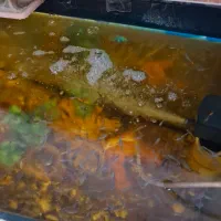 ماهی های گوپی