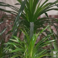 گل پاندانوس