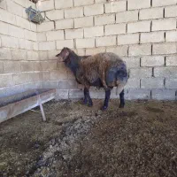 قوچ ، گوسفند|حیوانات مزرعه|سنگدوین, |دیوار