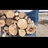خرید انواع چوب درختی