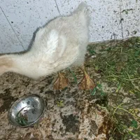 غاز|حیوانات مزرعه|مشهد, گلشور|دیوار