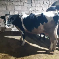 گاو هلشتاین
