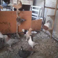 ده تا کفتر ماده بزن روهم|پرنده|شیراز, بازار|دیوار